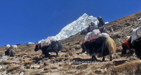 Everest Base Camp Short Trek 10 Days: Itinerary, Cost & Complete Guide
