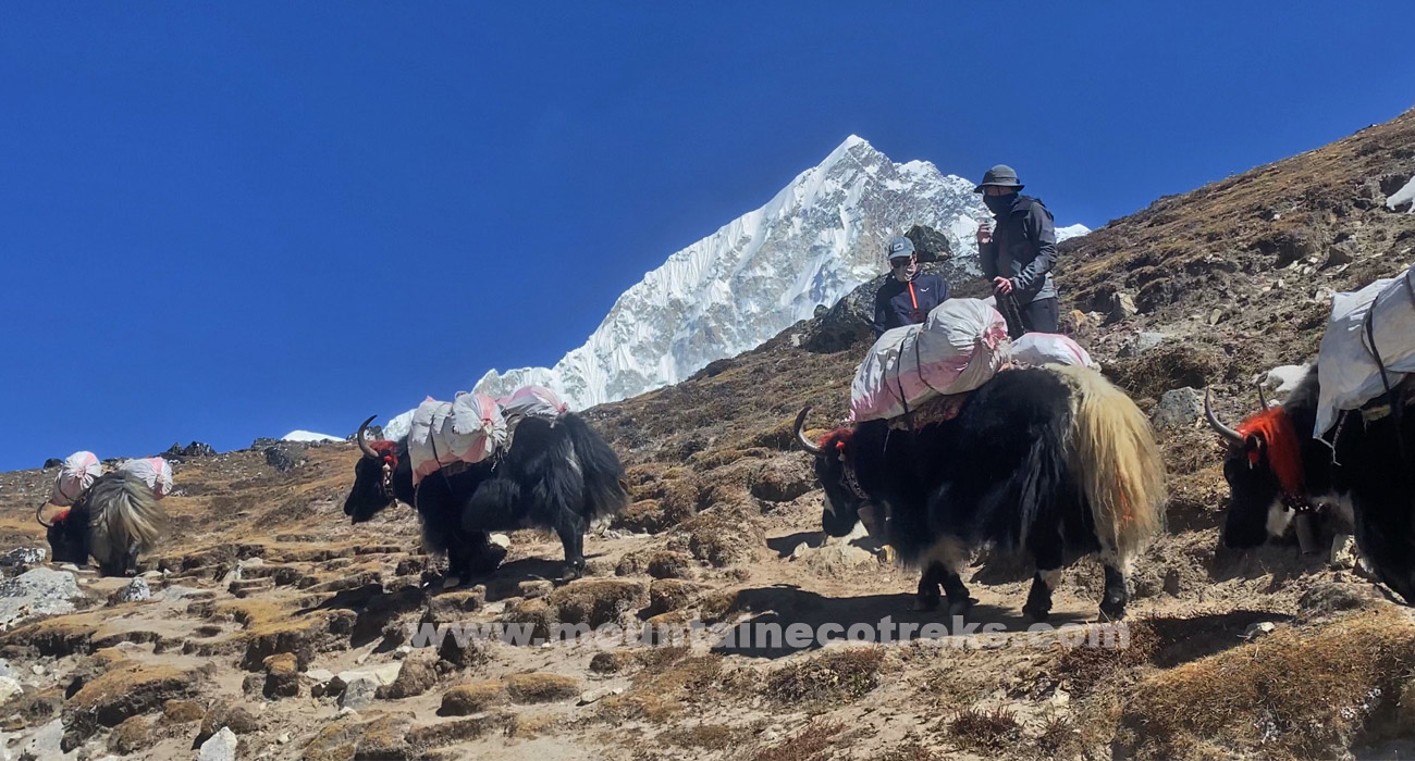 Everest Base Camp Short Trek 10 Days: Itinerary, Cost & Complete Guide